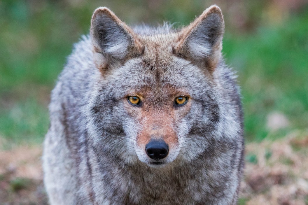 How to Get Started in Predator Calling Wide Open Spaces