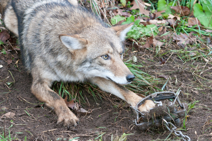 Predator Trapping