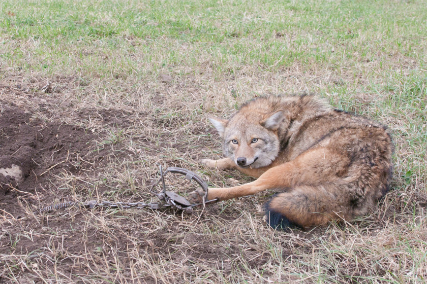 Predator Trapping