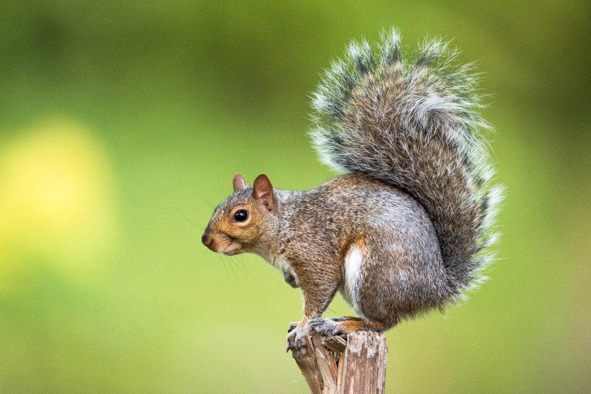 Scopes for Squirrel Hunting