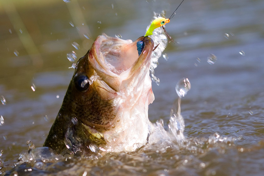 bass fishing during tournament