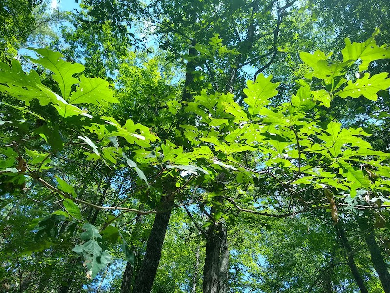 how trees affect your hunt