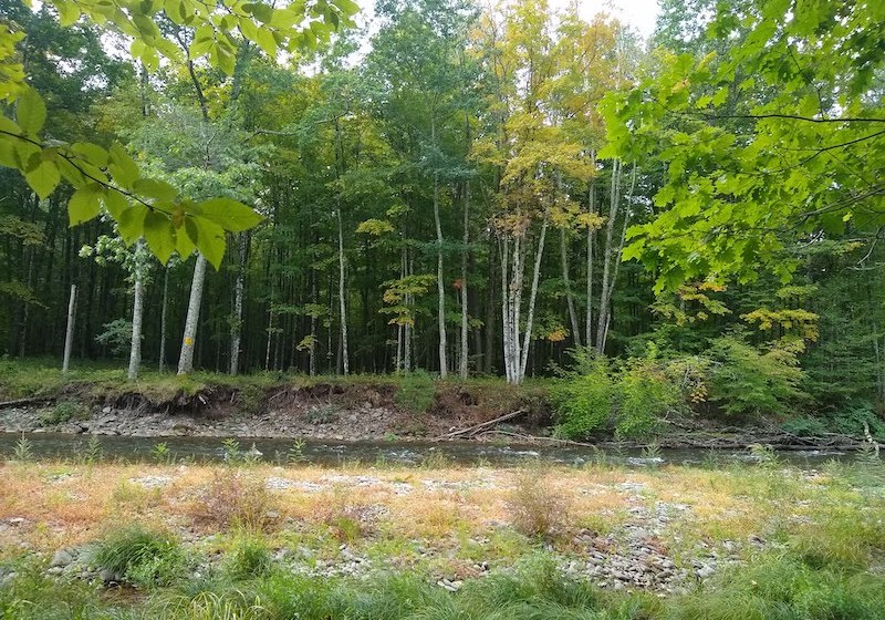 how trees affect your hunt
