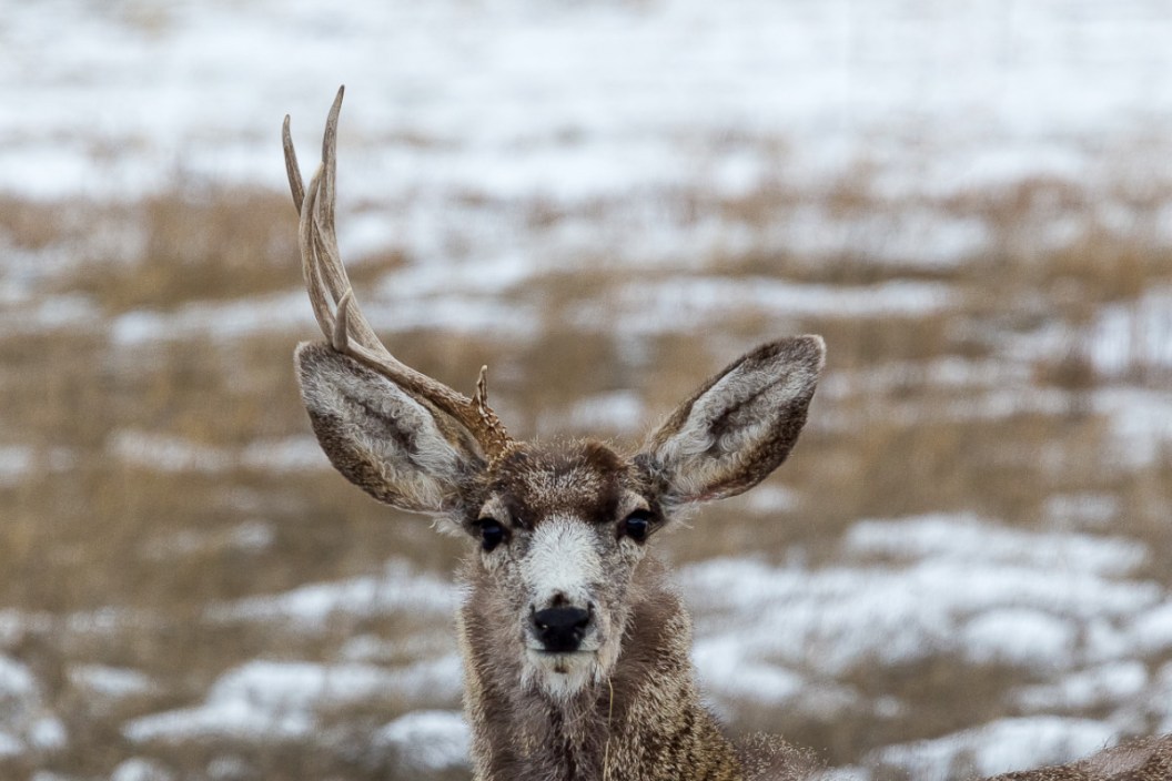 Utah Shed Hunting Closure