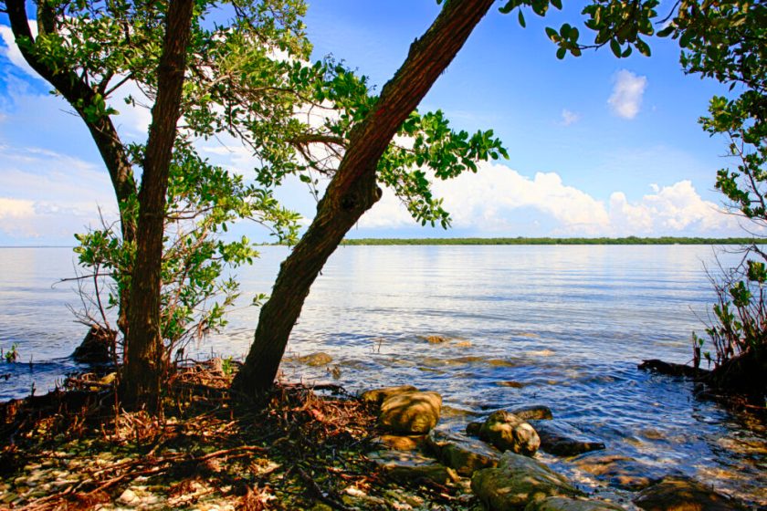 The swampland and Manatee River at the DeSoto National Memorial Park in Bradenton FL, USA