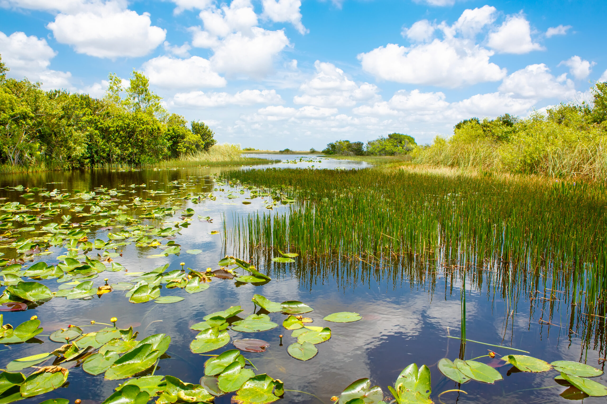 Florida wetland, Airboat ride at Everglades National Park, via Getty Images