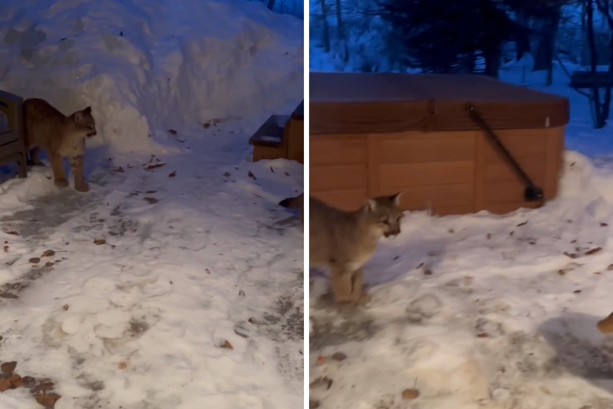 Mountain Lions wander around a backyard in the snow.