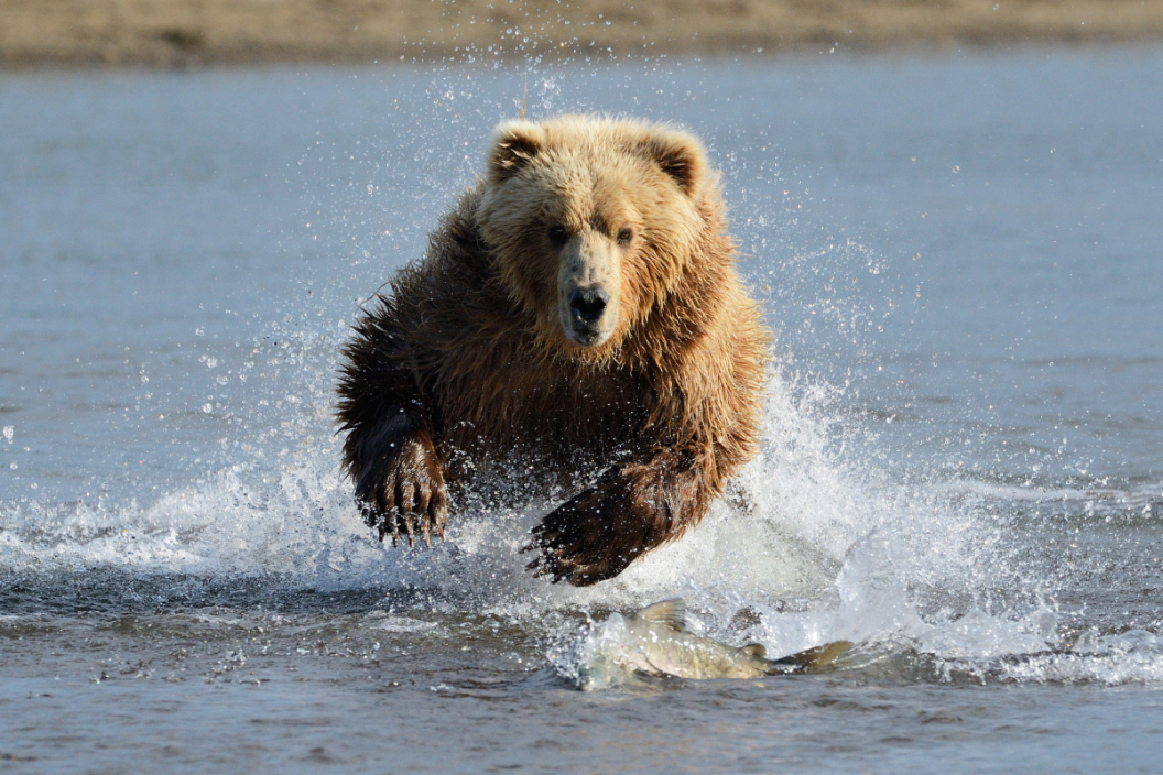 bear charges across the water