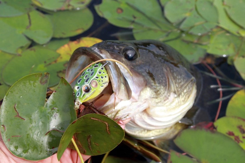 topwater frogs used to catch bass