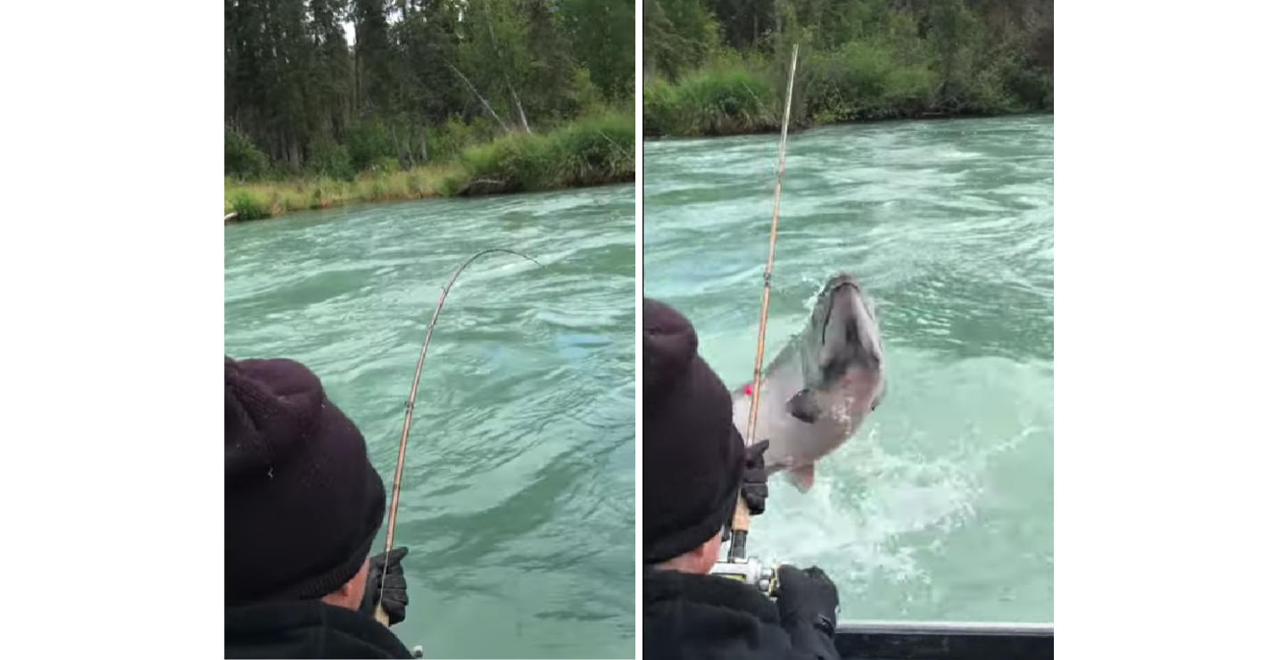 king salmon jumping