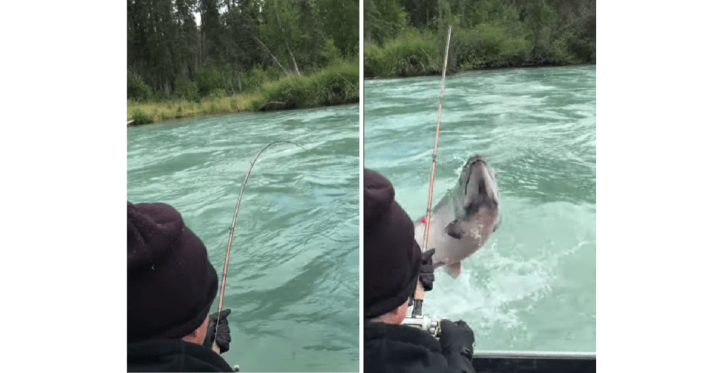 king salmon jumping