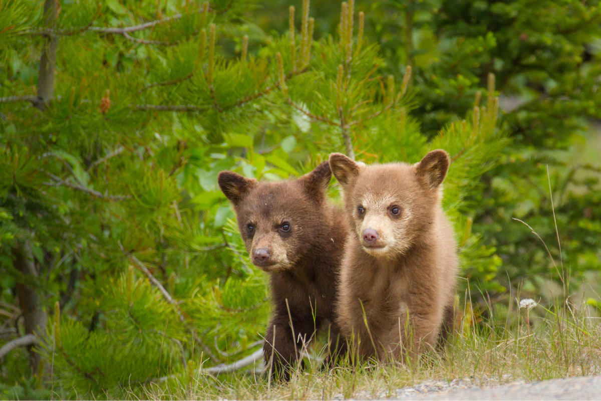 Bear cubs sit in the forest