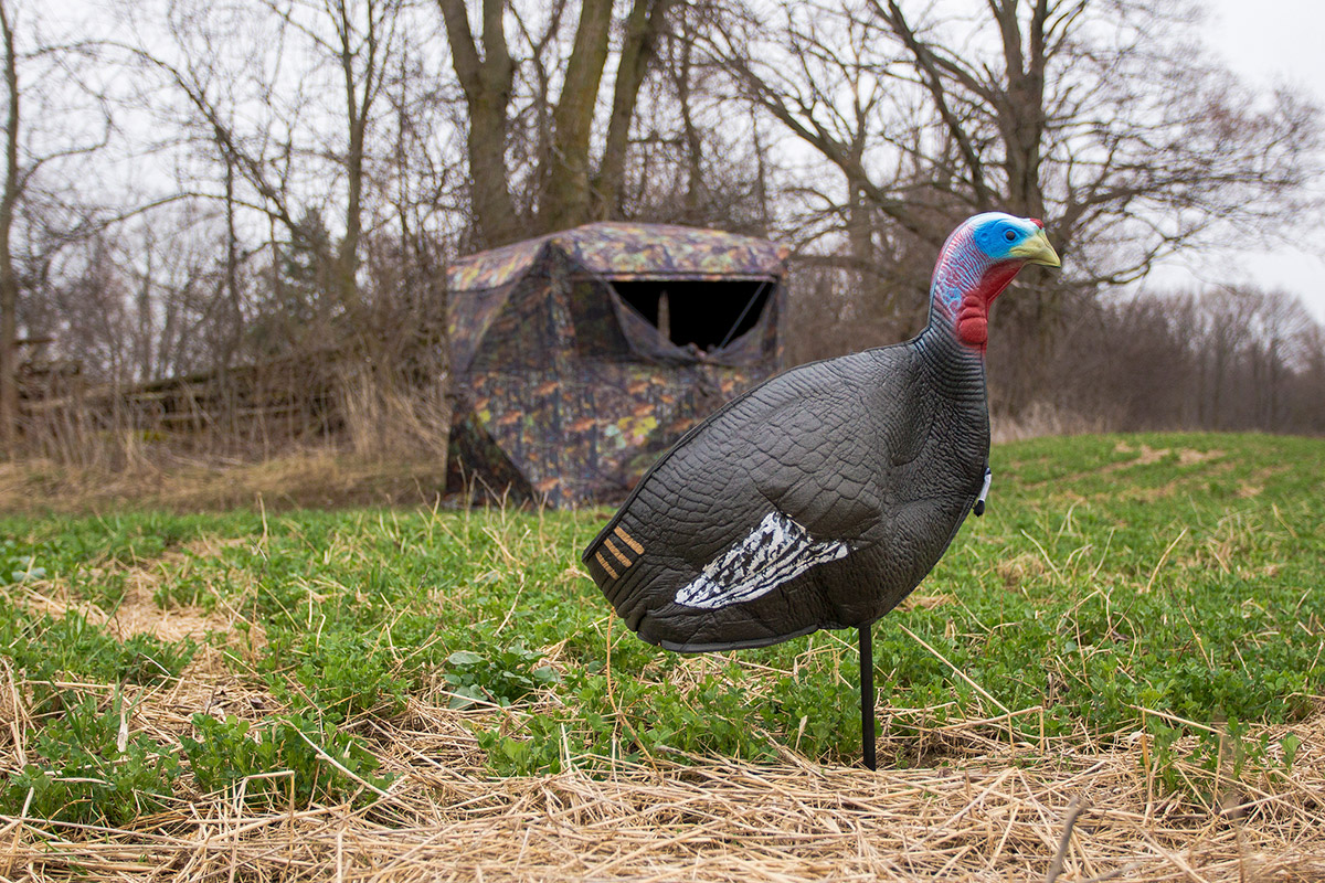 turkey decoy spreads