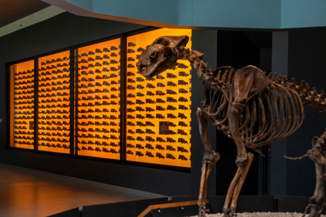 404 Dire Wolf skulls on exhibit at The La Brea Tar Pits in Los Angeles