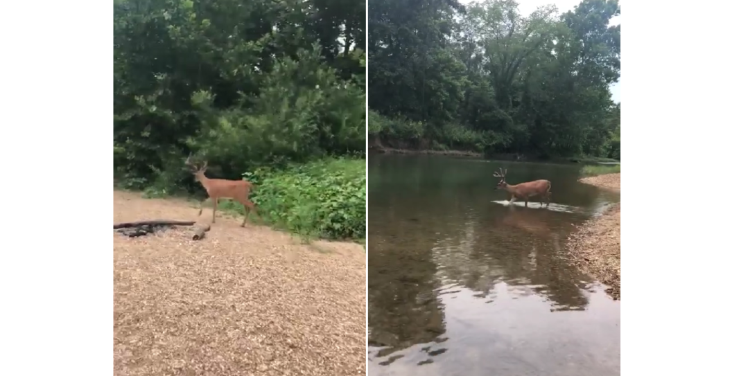 deer with EHD or CWD drowns in river
