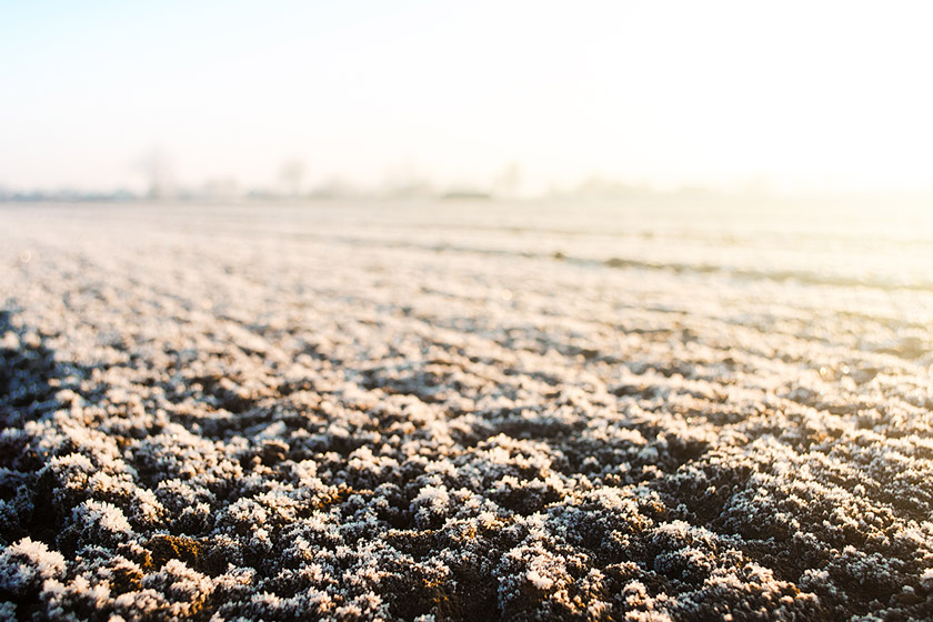 frost seeding