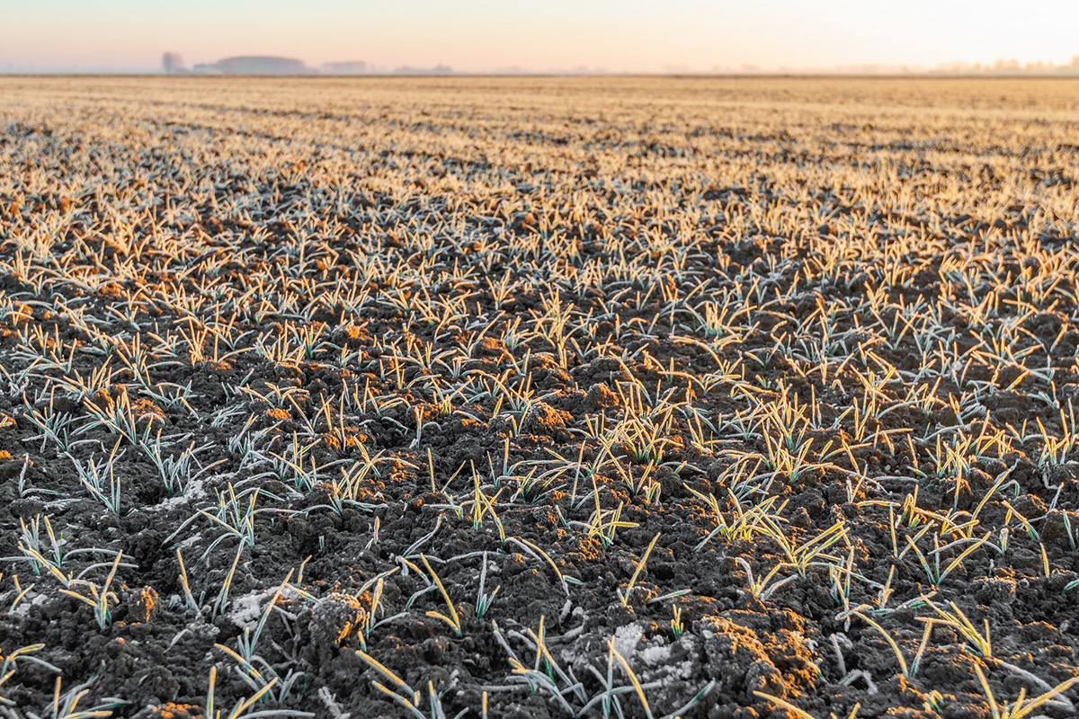 frost seeding