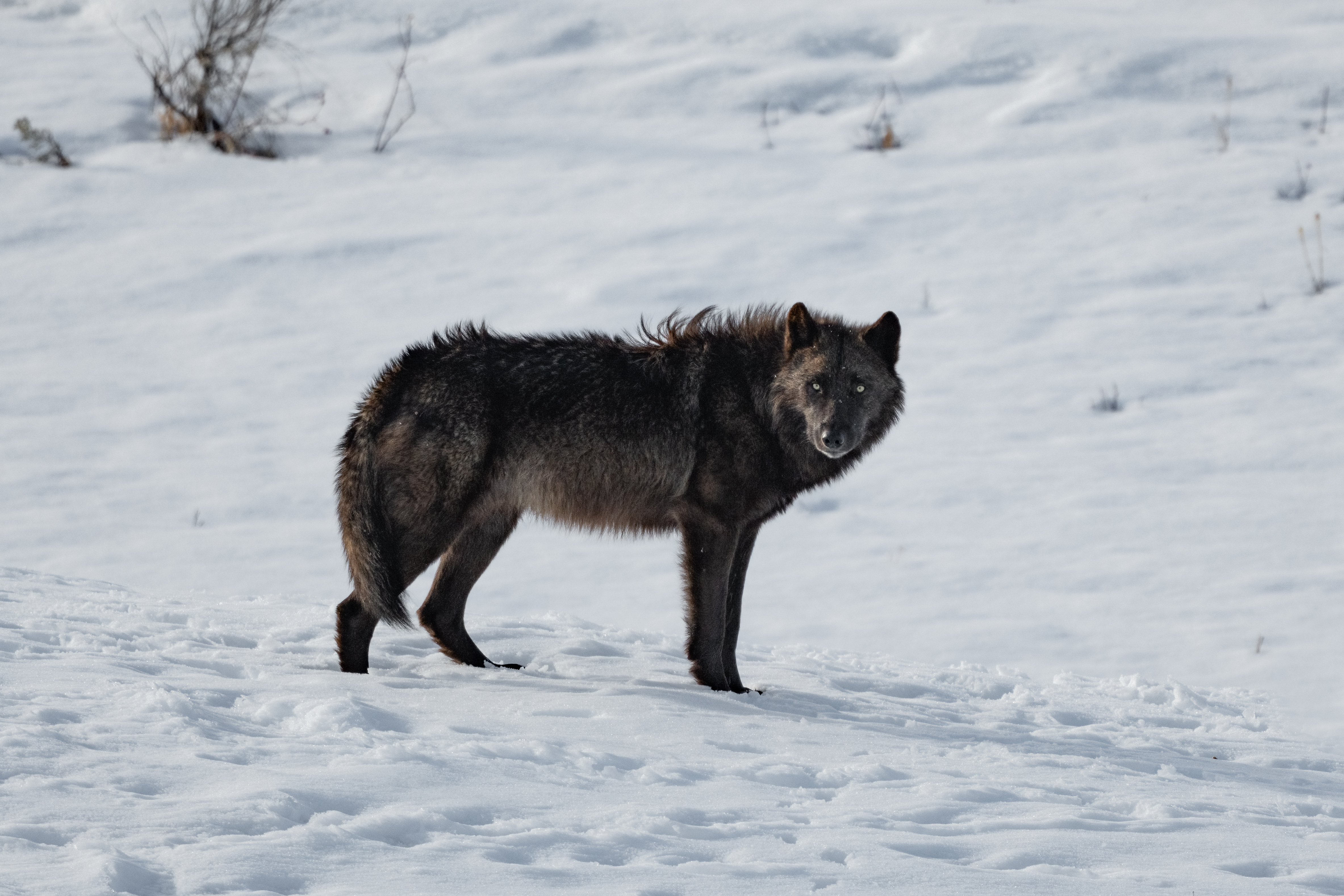 Grey wolf in snow looking at camera