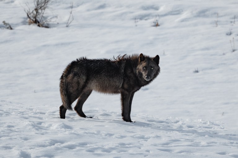 Unbelievably Huge Wolf Chases Dog in Northern Saskatchewan