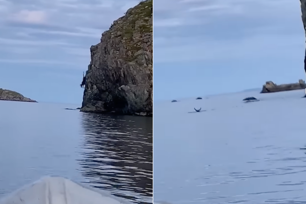Moose jumps off a cliff and takes a swim in the ocean.