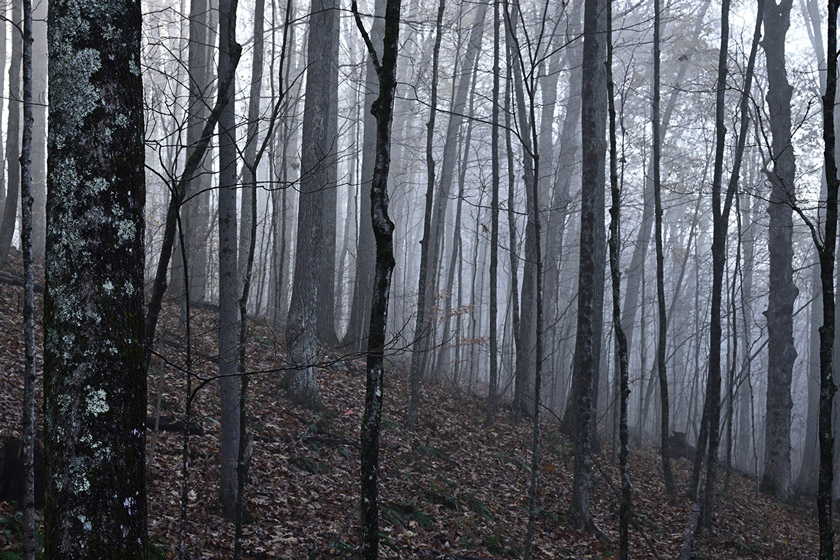 shed hunting