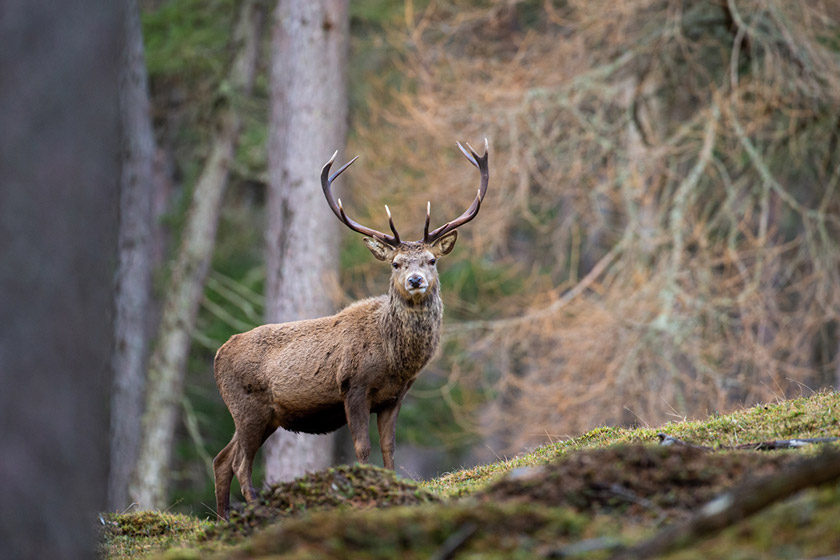 countries for hunting