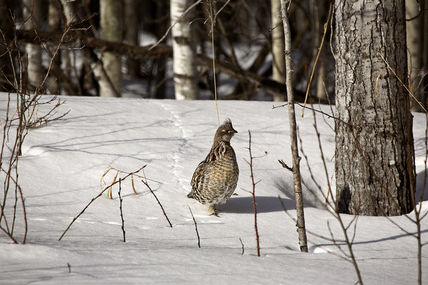 ruffed grouse hunting