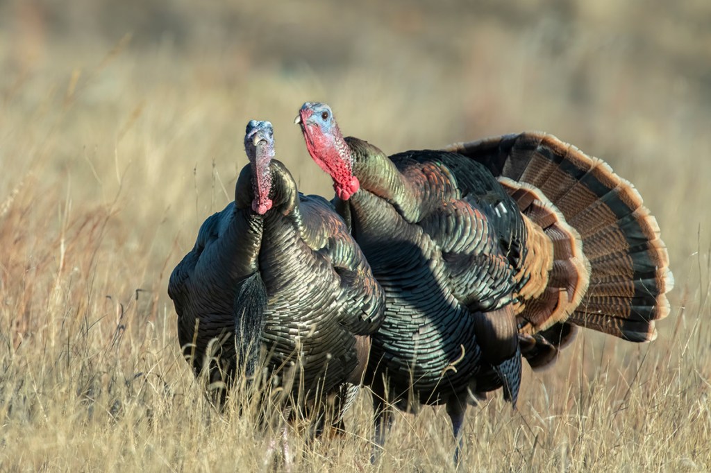 10 Turkey Hunting Myths You Shouldn't Believe