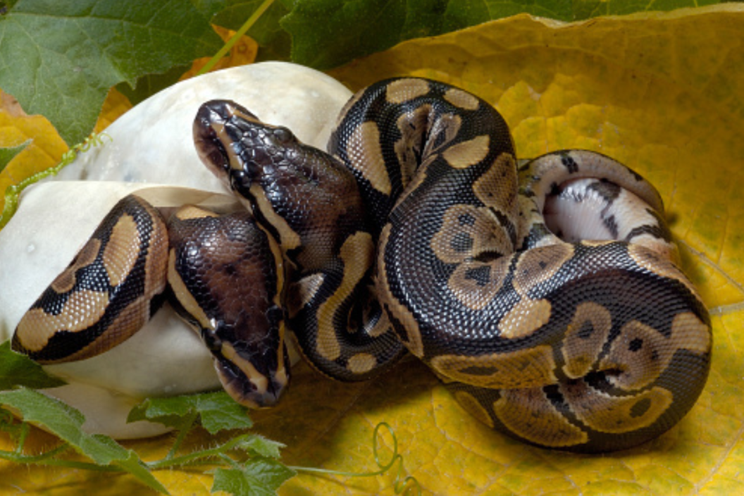 A ball python hatches from its egg.