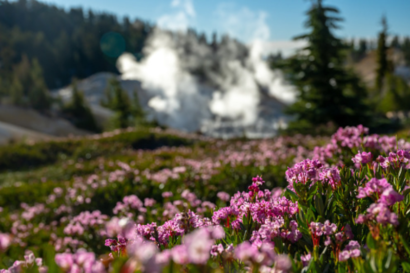 Mountain Heather Bloom Near Bumpass Hell In Lassen Volcanic National Park