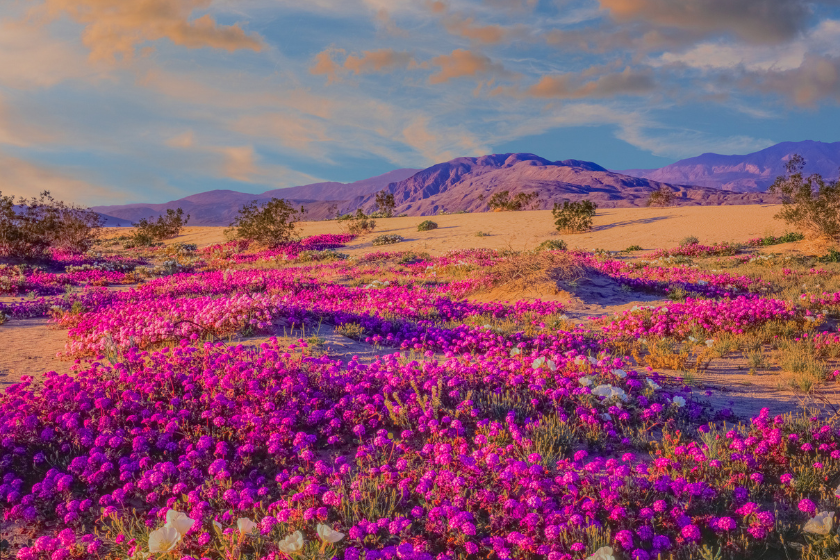 Anza Borrego Desert State park in full bloom 
