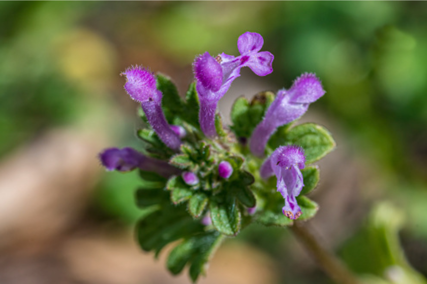 Lamium amplexicaule, commonly known as common henbit, or greater henbit or henbit dead-nettle is a species of Lamium native to Europe, Asia and northern Africa. Sugarloaf Ridge State Park.