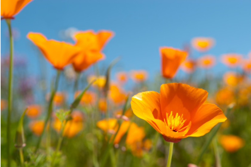 Beautiful California Golden Poppies, California's state flower