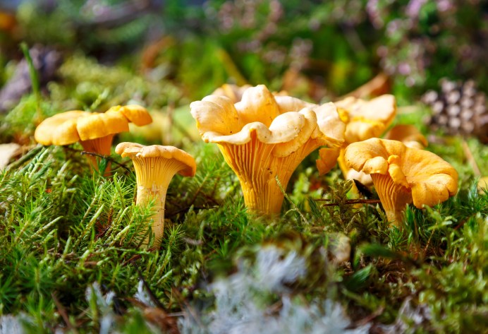 Edible mushrooms. Chanterelle mushrooms in the forest on a sunny day. Close-up. Selective focus.