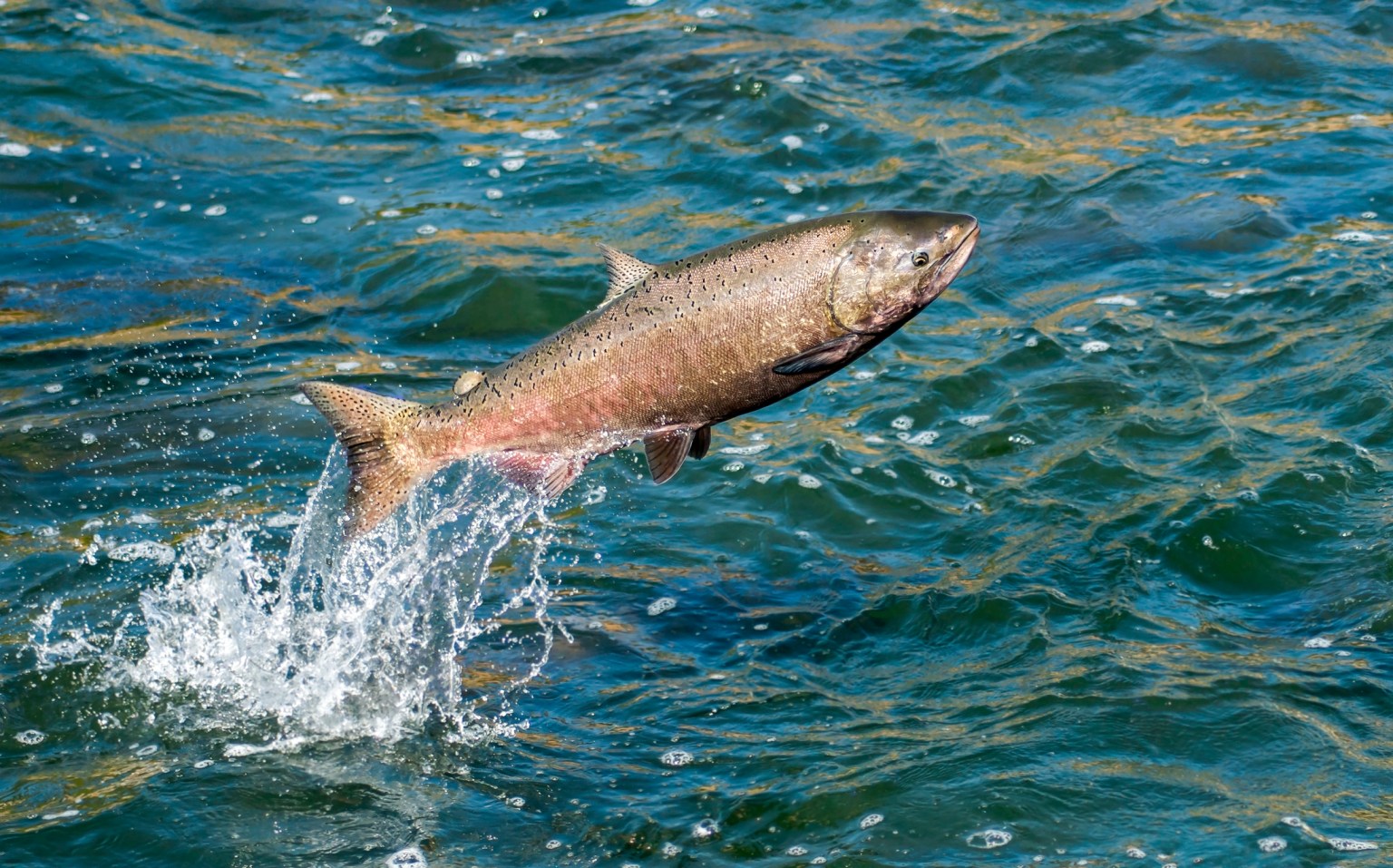 The Best Places to Salmon Fish While California's Rivers Recover