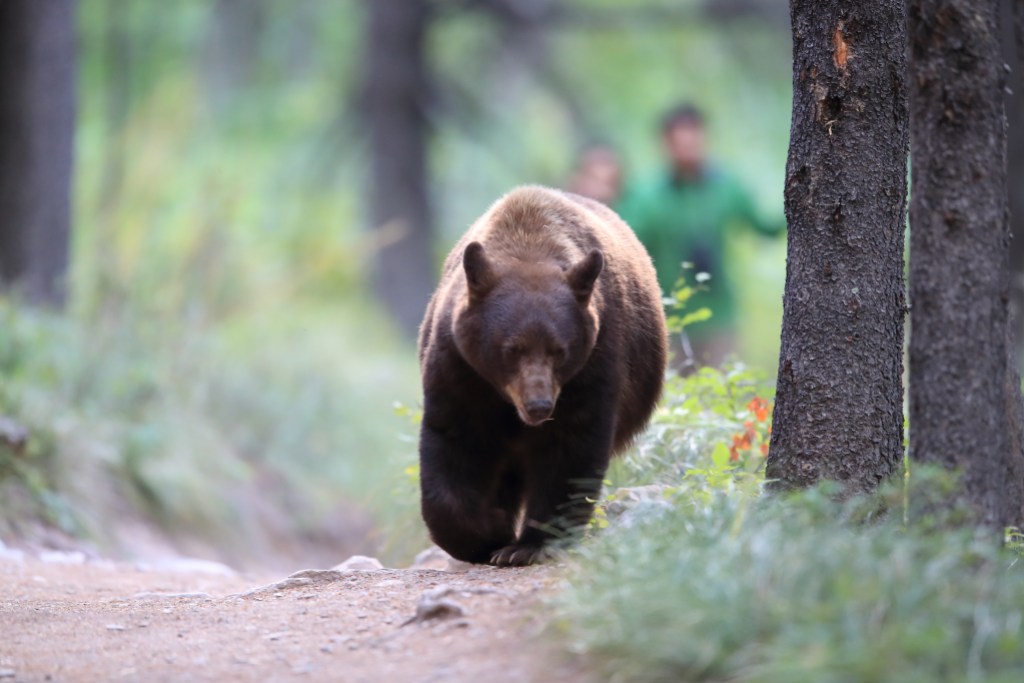 Black bear on a hiking trail