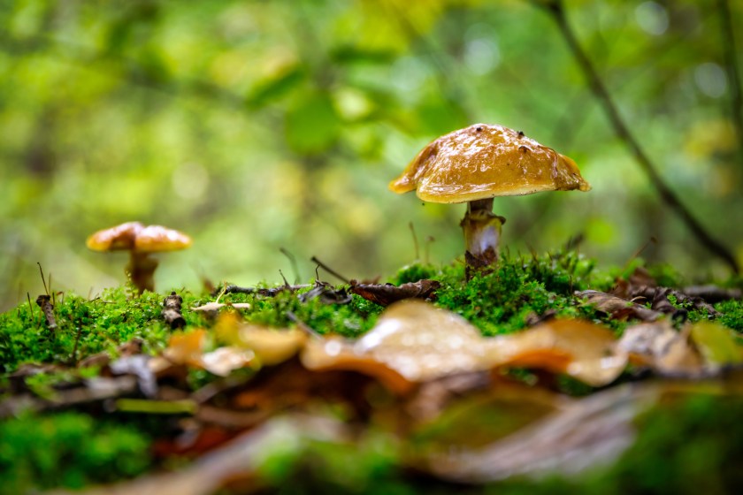 Suillus luteus fungus in the autumnal forest