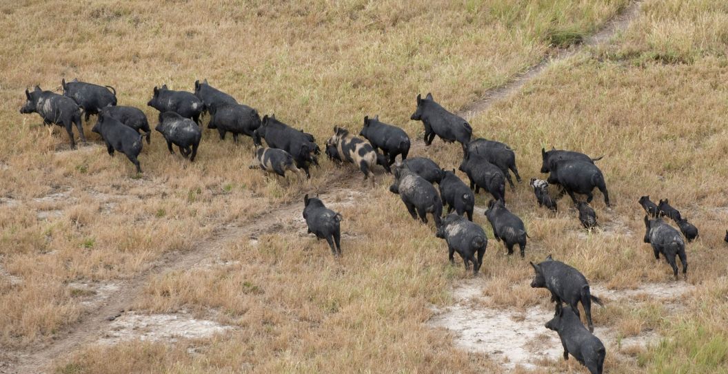 Texas War On Feral Hogs Is Only Getting Worse