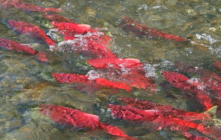 Alaska sockeye salmon splashing up stream