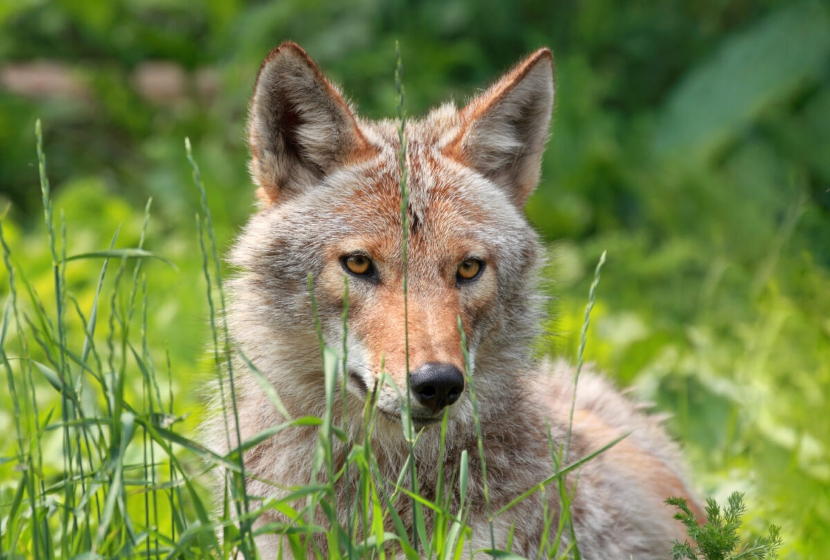 coyote in a field - coyote hunting gear