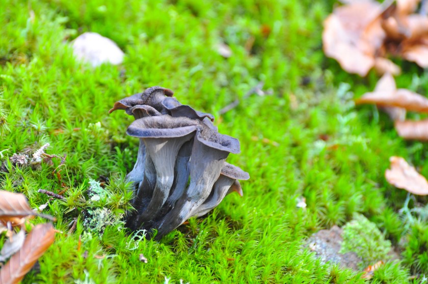 The Black Trumpet mushroom