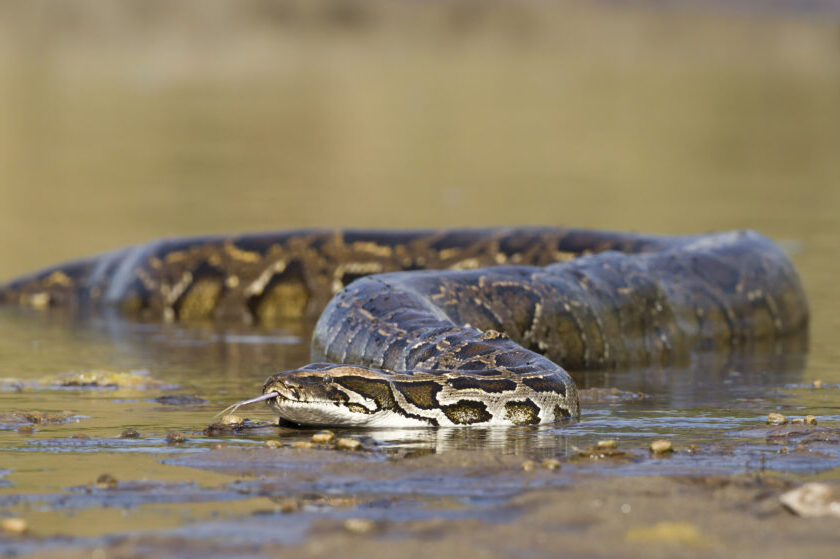 python snake in water