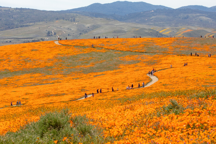 Golden poppy reserve in California.