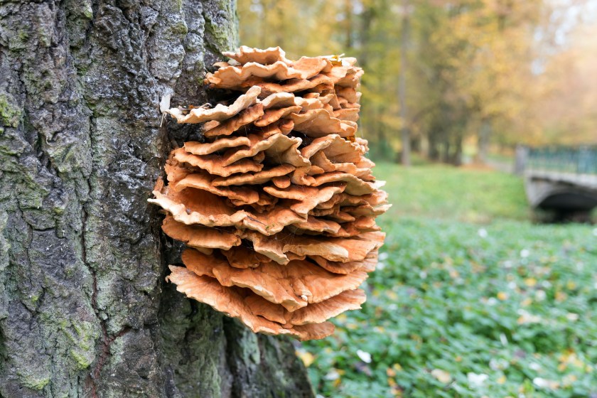 CHicken of the woods mushroom growing on a tree outside