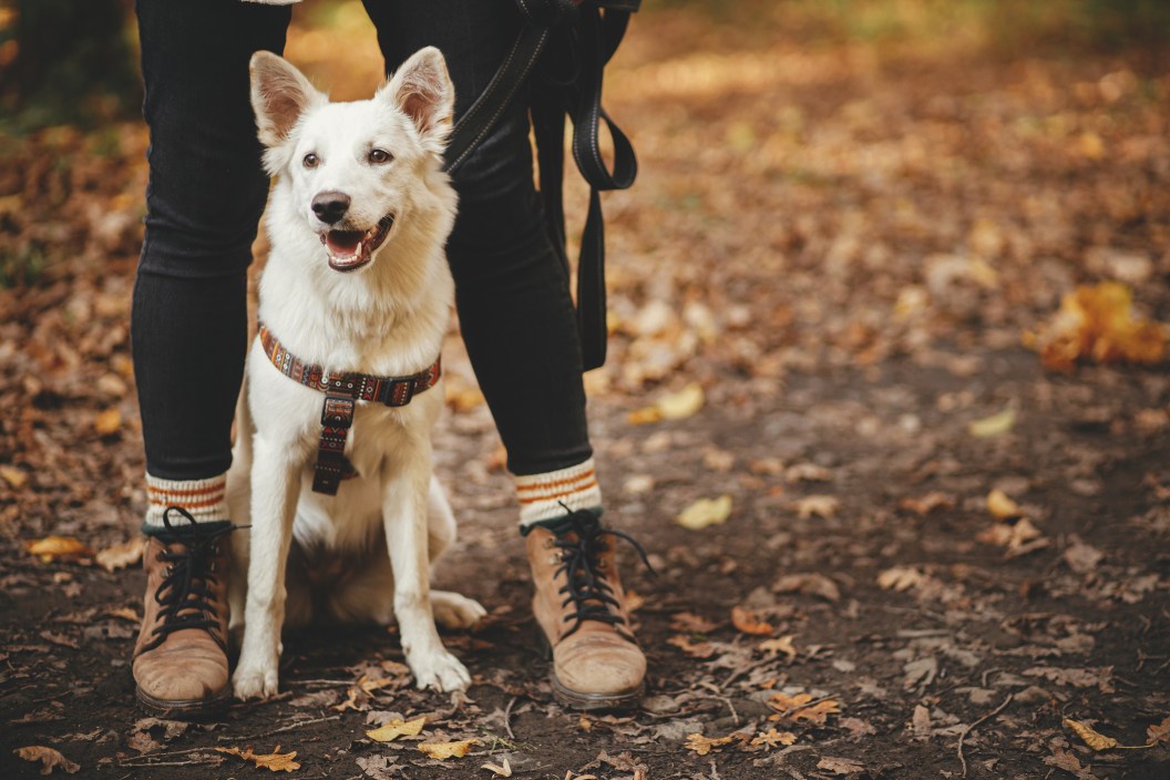 Cute dog sitting at owner legs in autumn woods on a hike