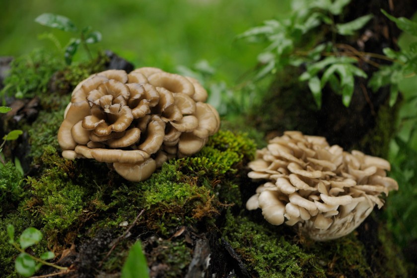 Two Maitake mushrooms, aka Hen of the Woods, growing on tree logs