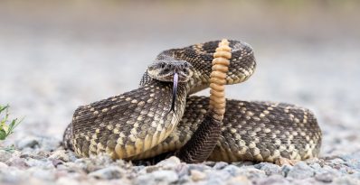 Rattle Snake Coiled and ready to strike. The snake is on a gravel path in a Nature Preserve in Southern California.