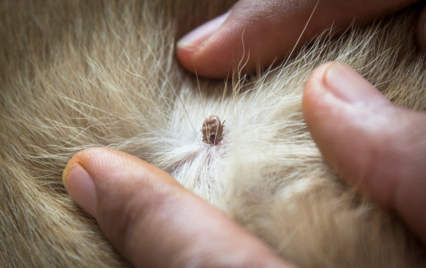 close up of an adult tick on dog fur for how to remove a tick from a dog.