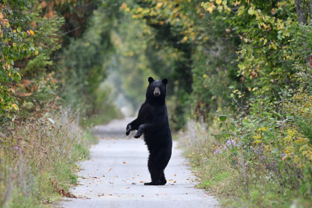 A black bear standing onto a hiking trail in town, standing up on its back feet
