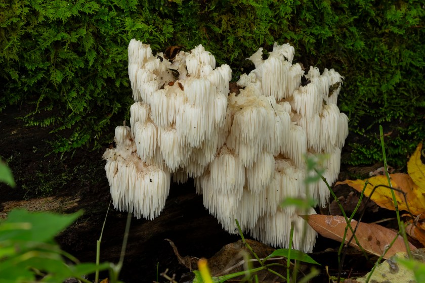 lion's mane (Hericium erinaceus )also called monkey head mushroom, bearded tooth mushroom, satyr's beard, bearded hedgehog mushroom, pom pom mushroom, or bearded tooth fungus